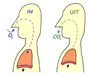 Ademen: De rol van zuurstof en koolzuurgas