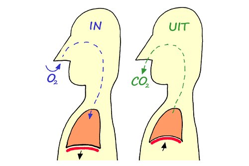 Zuurstof en koolzuurgas bij de ademhaling