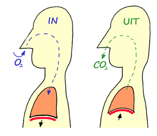 Ademen en astma: De rol van zuurstof en koolzuurgas