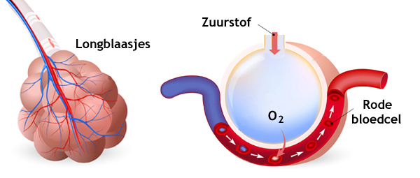 Longblaasjes, rode bloedcellen en de opname van zuurstof