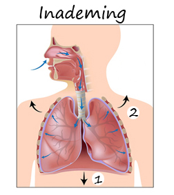 De ademhalingsspieren en de inademing